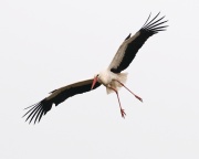 White Stork_ANL_6896